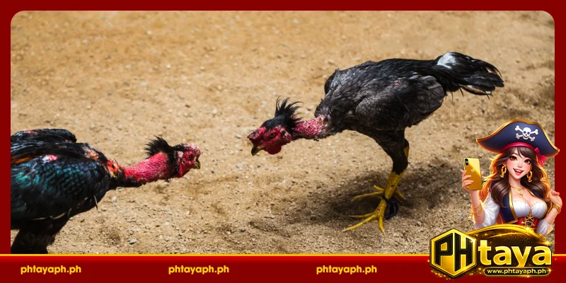 Analyzing the Breed and Fighting Style of fighting cocks