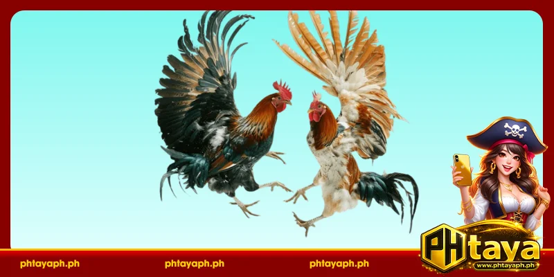 Cases of Direct Win or Loss in PHTAYA Sabong Rules