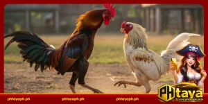 PHTAYA live sabong