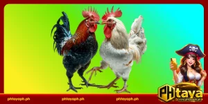PHTAYA sabong rules